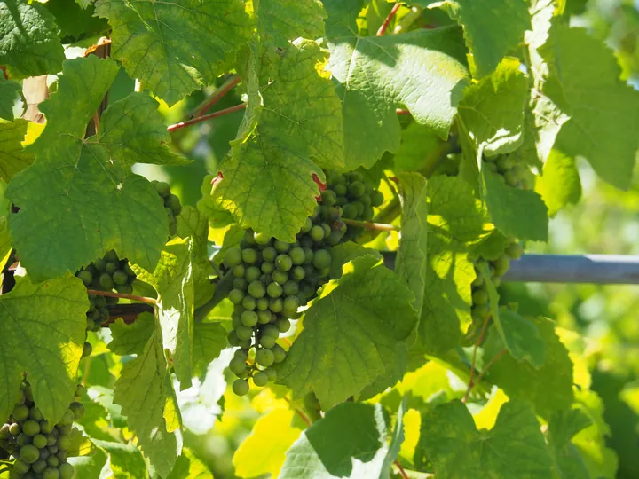 Wine grapes in Ribeauville, Alsace (France)